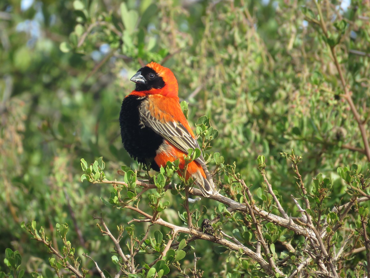 Southern Red Bishop - Jan Hansen