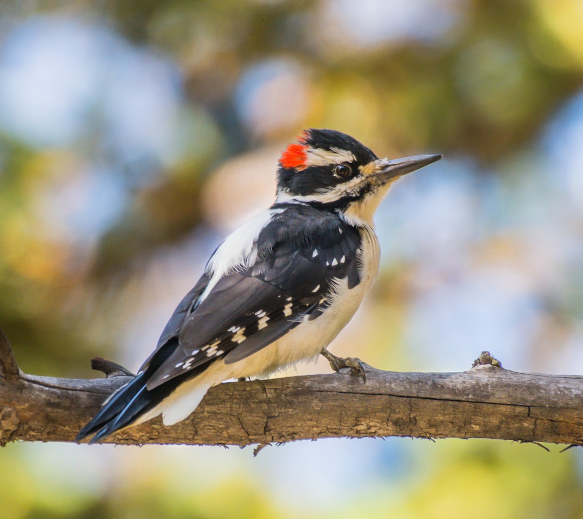 Hairy Woodpecker - ML179625381