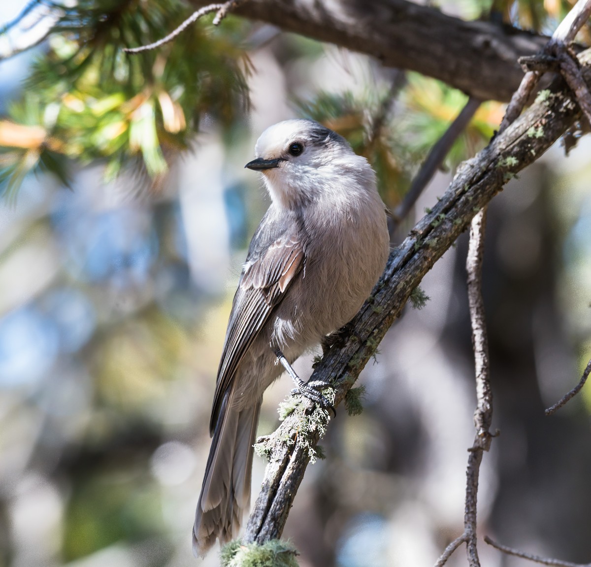 Canada Jay - Jim Merritt