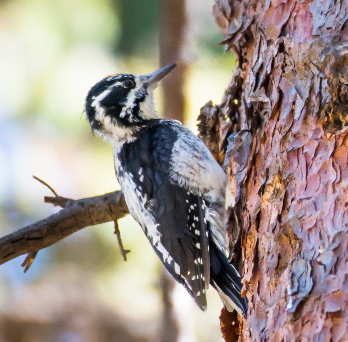 American Three-toed Woodpecker - Jim Merritt