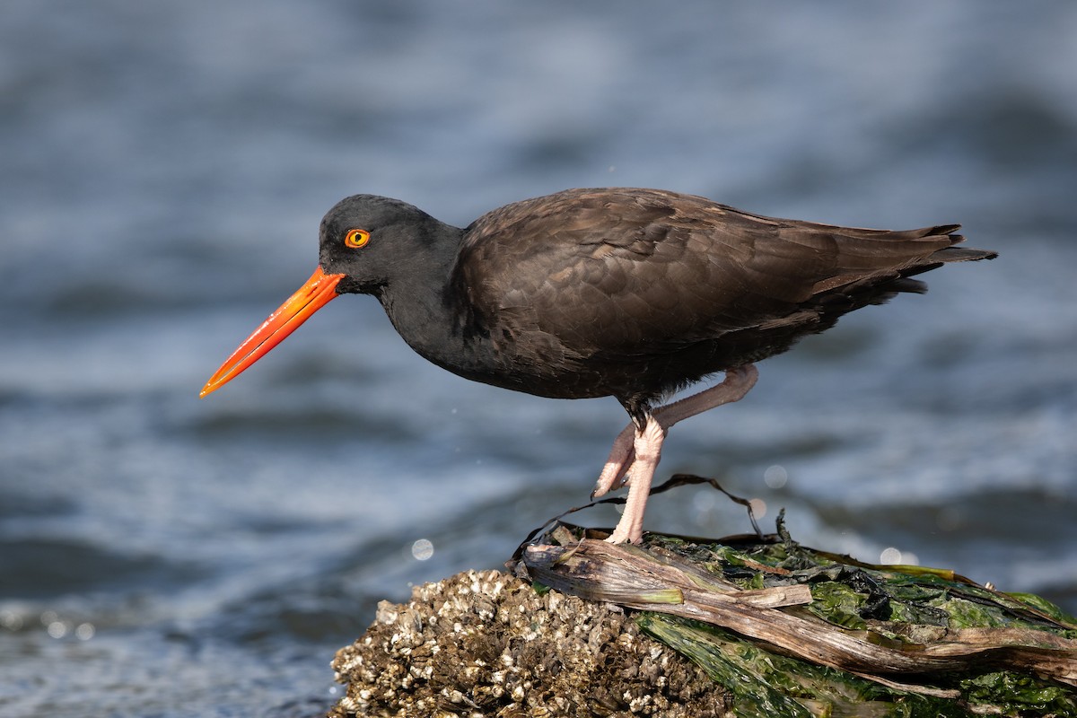 Black Oystercatcher - Rick Little