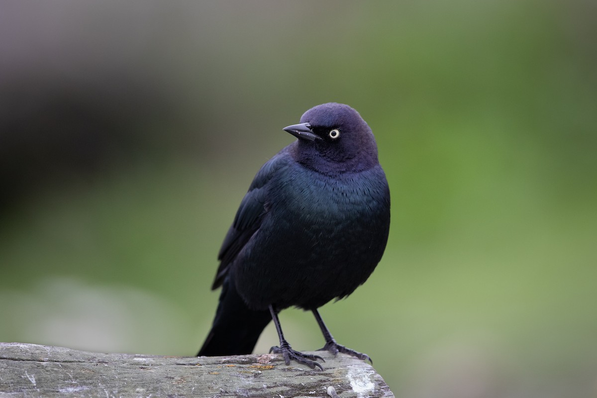 Brewer's Blackbird - Rick Little