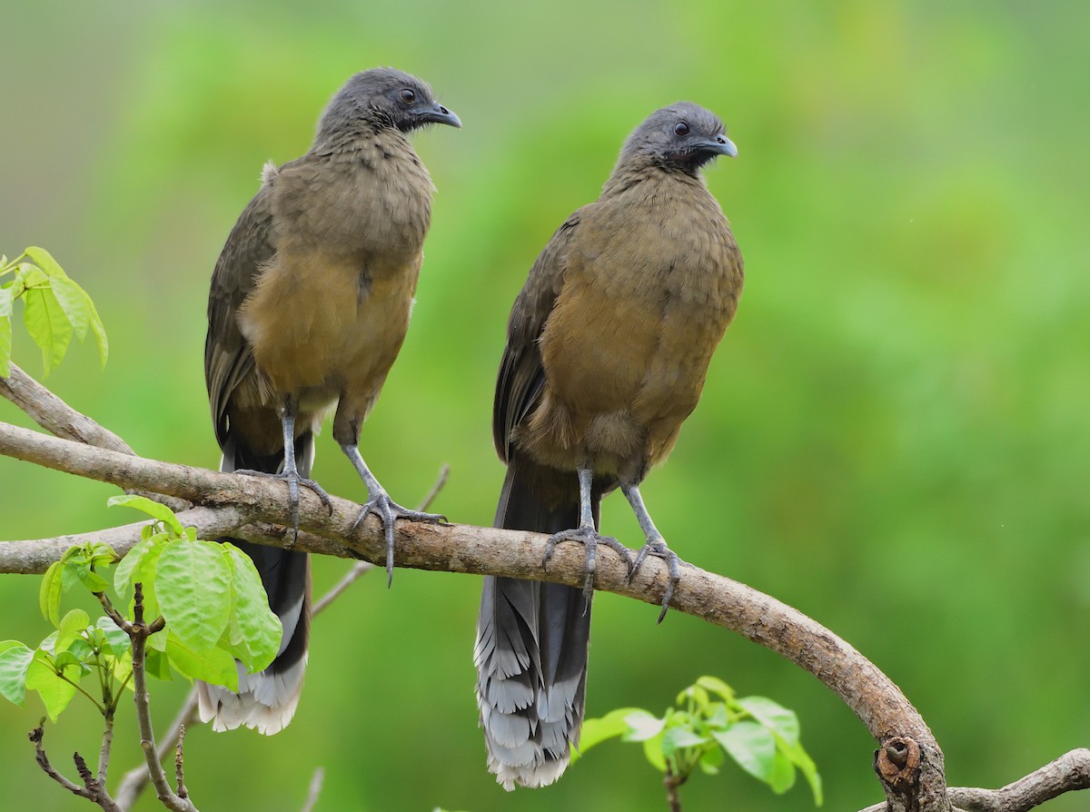 Plain Chachalaca - Ad Konings