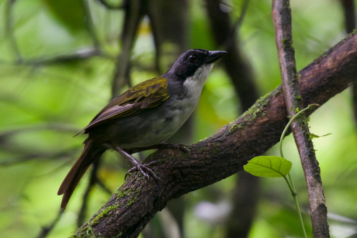 Costa Rican Brushfinch - Jan Cubilla