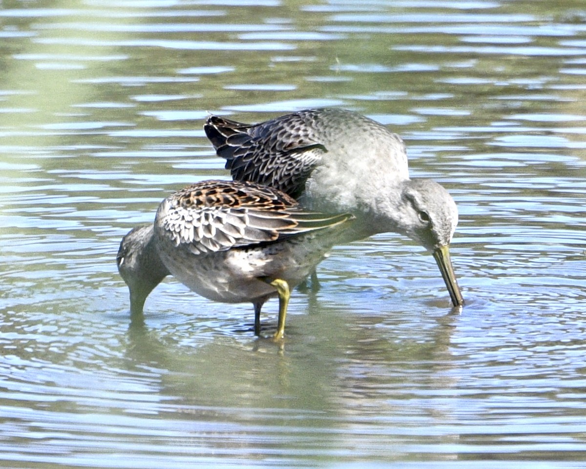 Long-billed Dowitcher - ML179630111