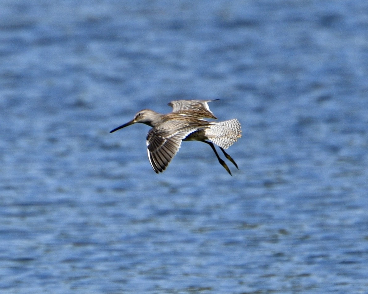 Long-billed Dowitcher - ML179630251