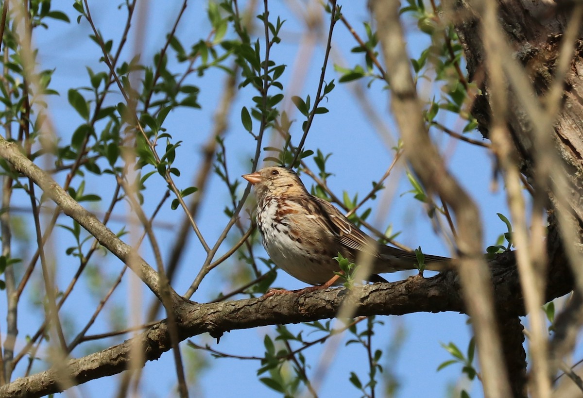 Harris's Sparrow - ML179630381