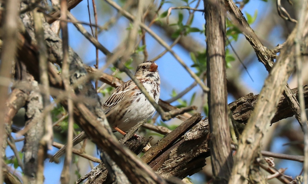 Harris's Sparrow - ML179630391