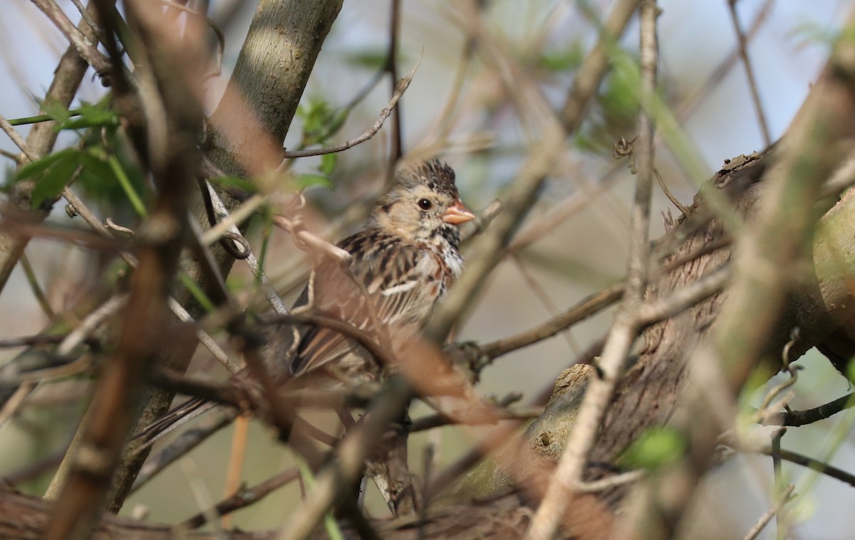 Harris's Sparrow - ML179630401