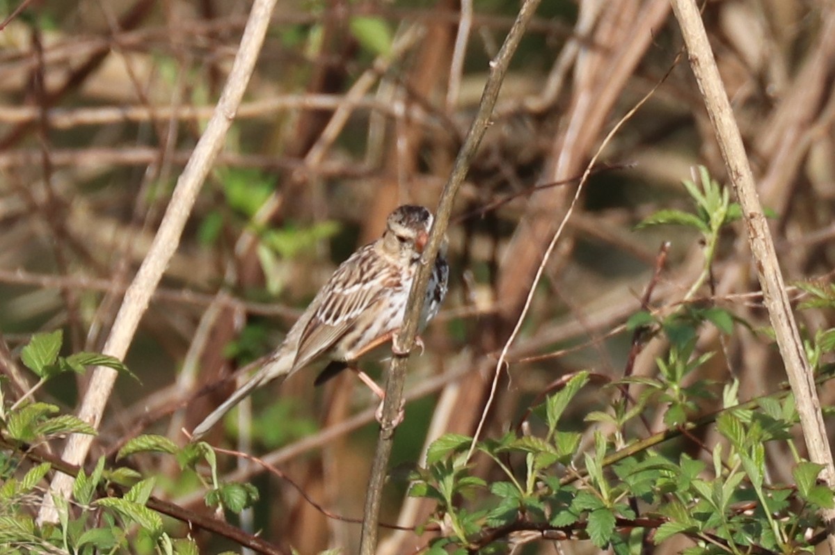 Harris's Sparrow - ML179630411