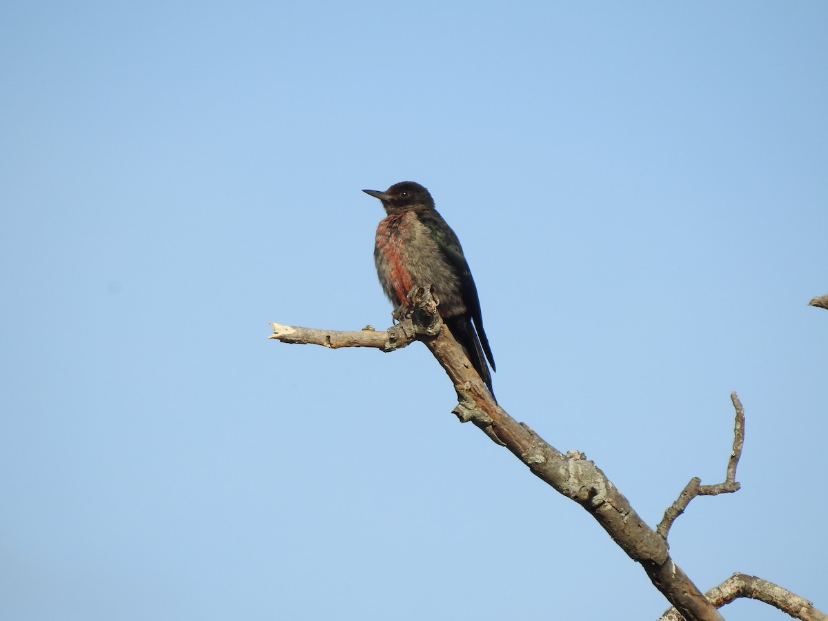 Lewis's Woodpecker - ML179630611