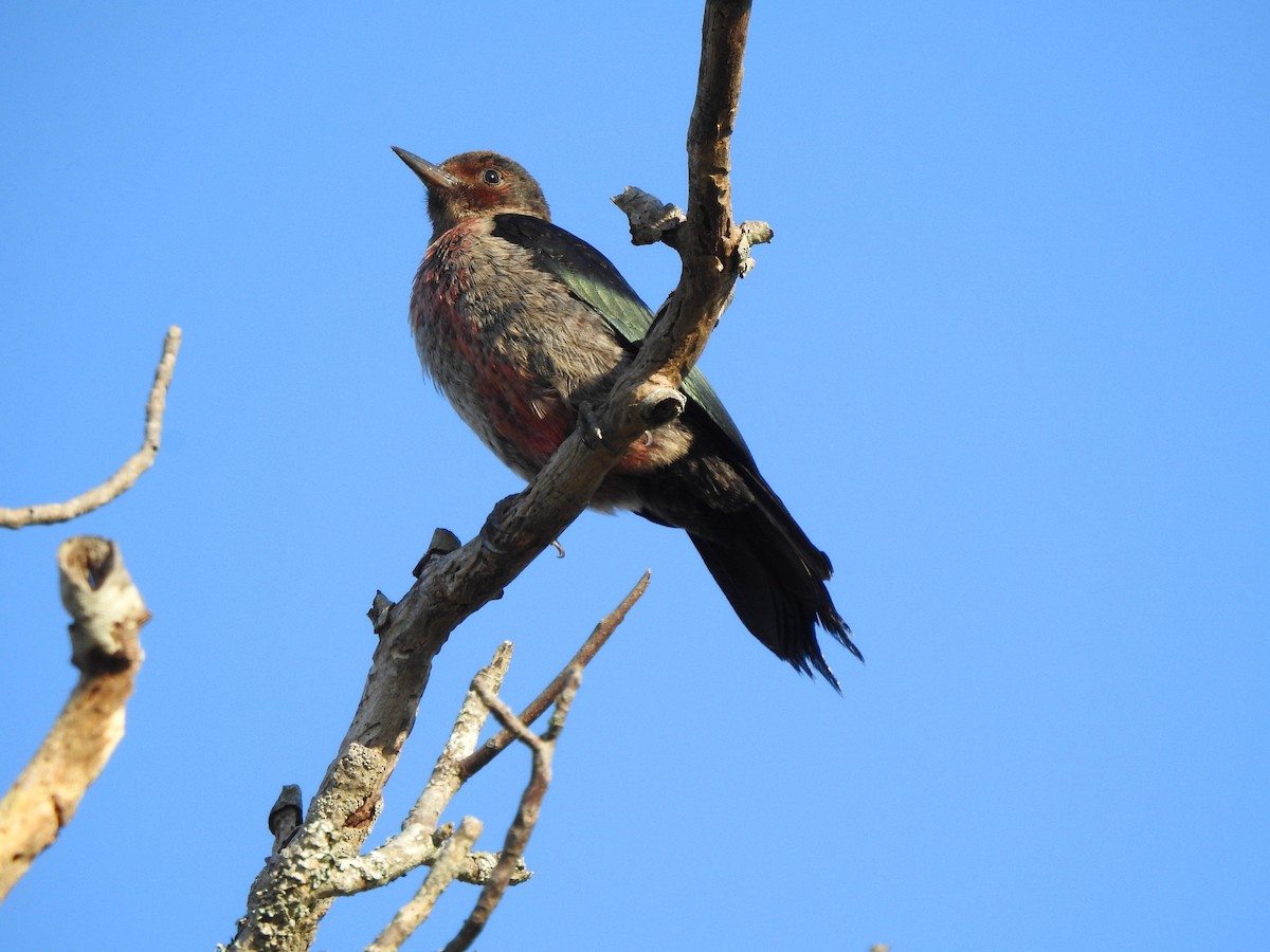 Lewis's Woodpecker - ML179630621