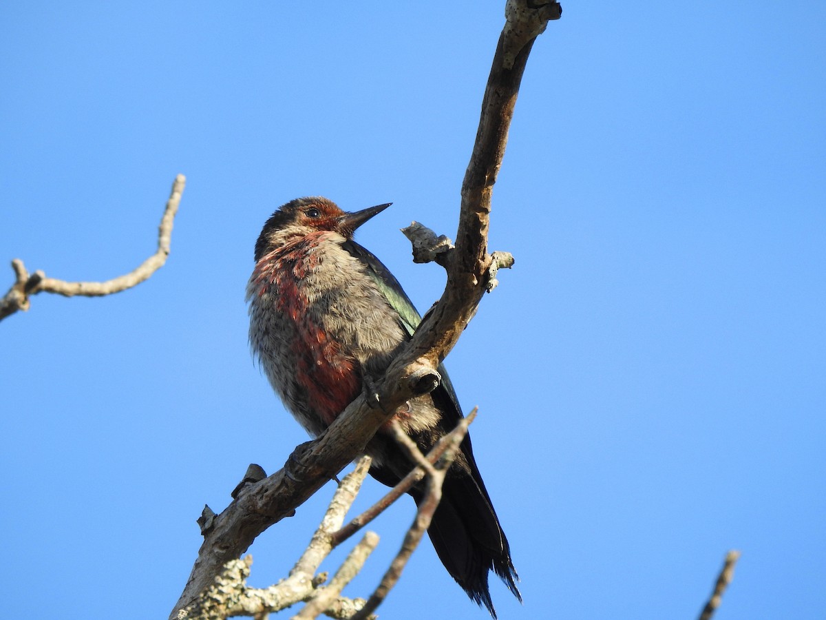 Lewis's Woodpecker - ML179630641