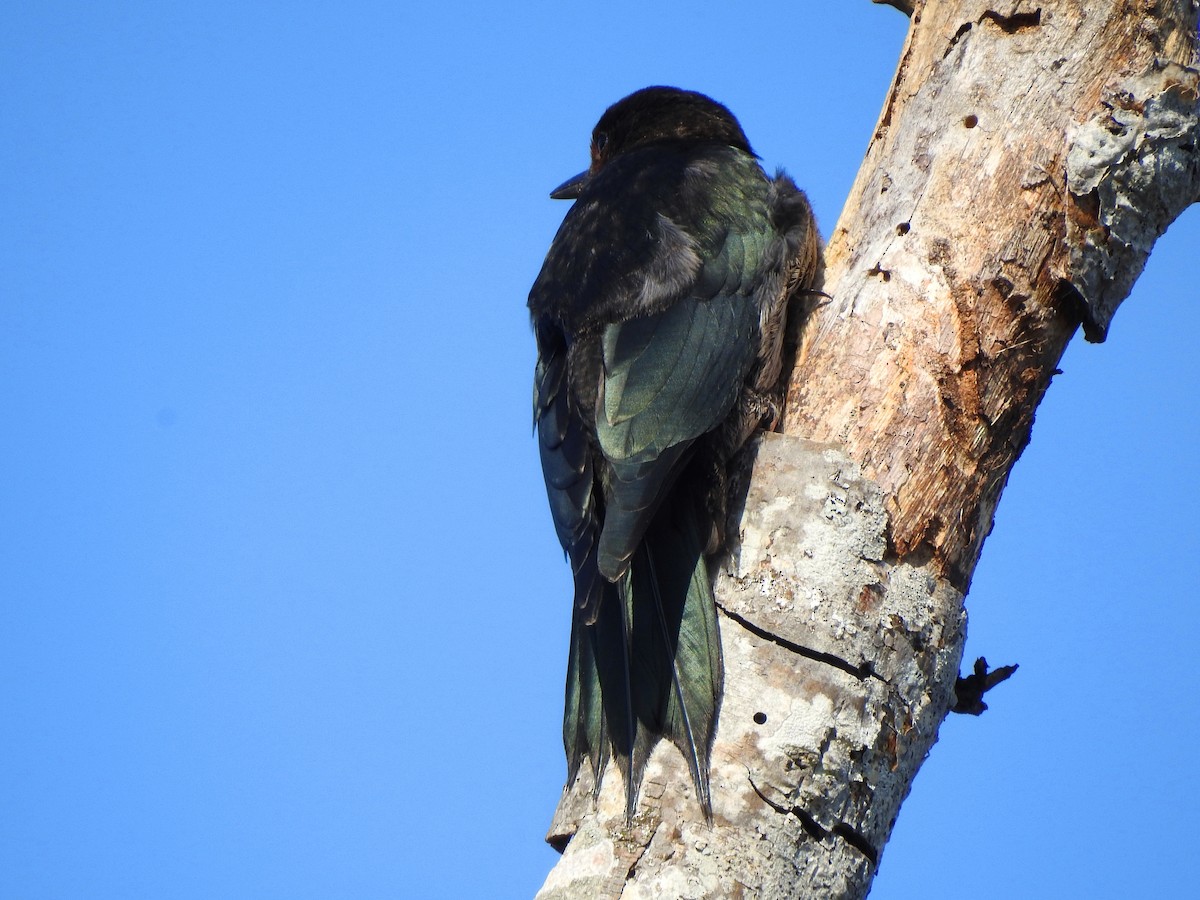 Lewis's Woodpecker - ML179630671