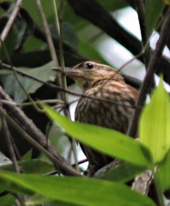 Pale-browed Treehunter - ML179630931