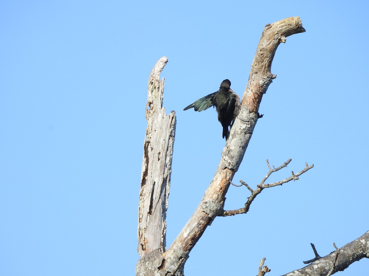 Lewis's Woodpecker - ML179630991