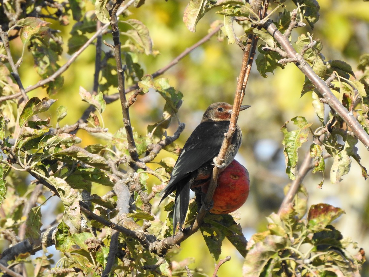 Lewis's Woodpecker - ML179631041