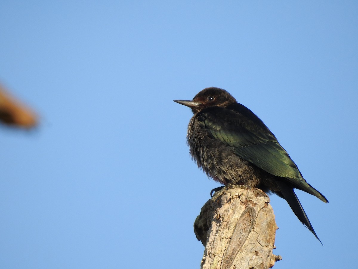 Lewis's Woodpecker - ML179631061