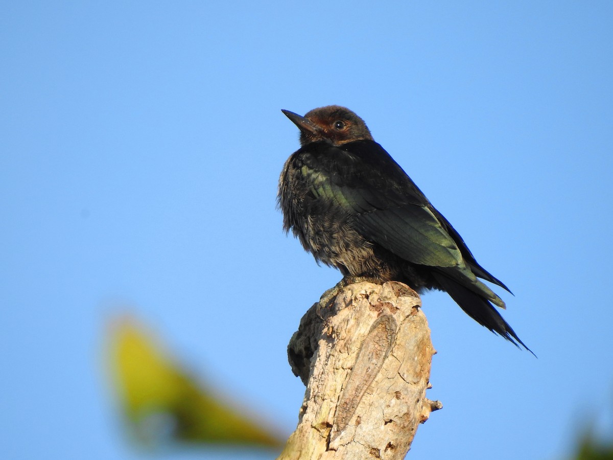 Lewis's Woodpecker - ML179631071