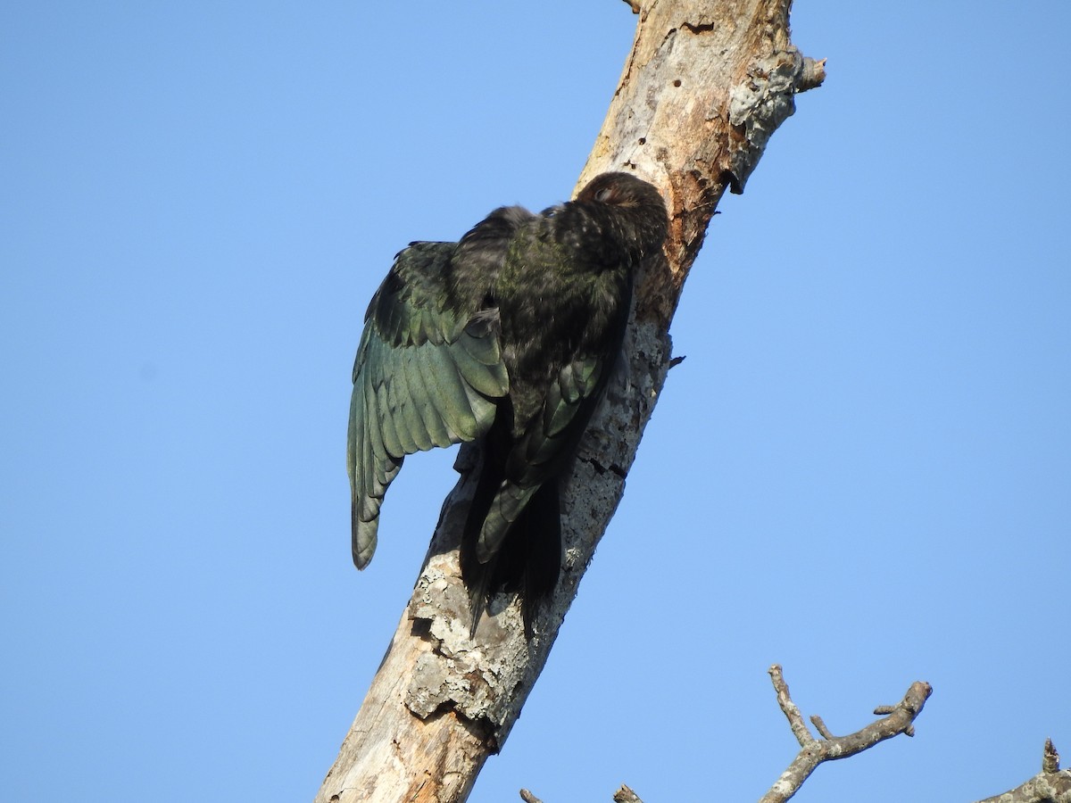 Lewis's Woodpecker - ML179631201