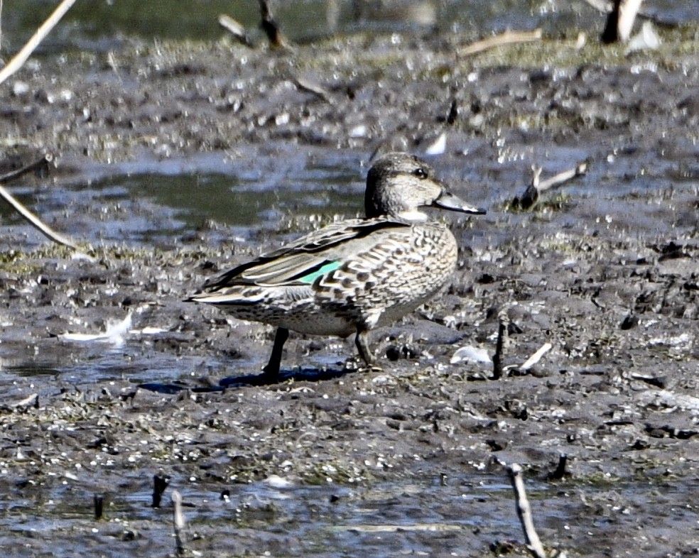 Green-winged Teal - ML179631741