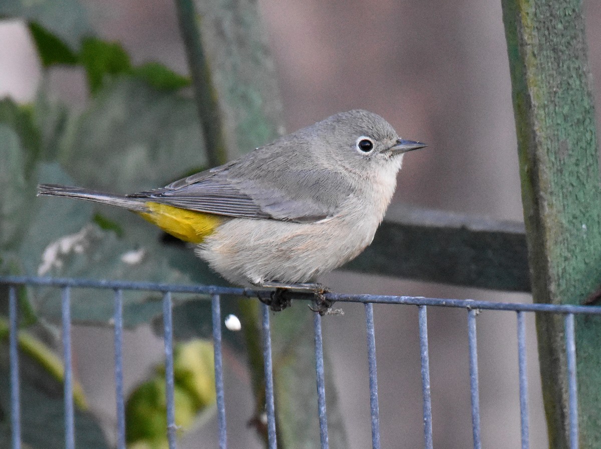 Gelbsteiß-Waldsänger - ML179632111