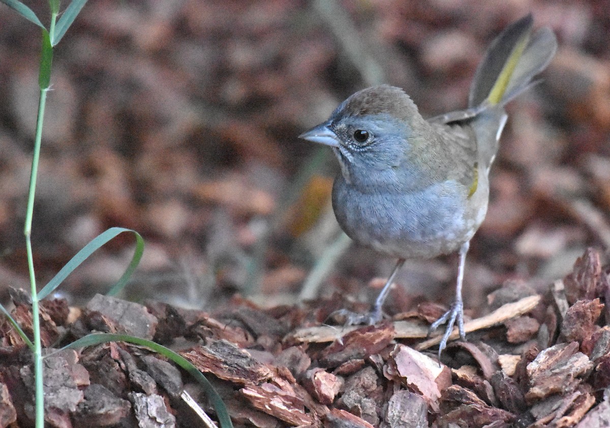 Green-tailed Towhee - ML179632121