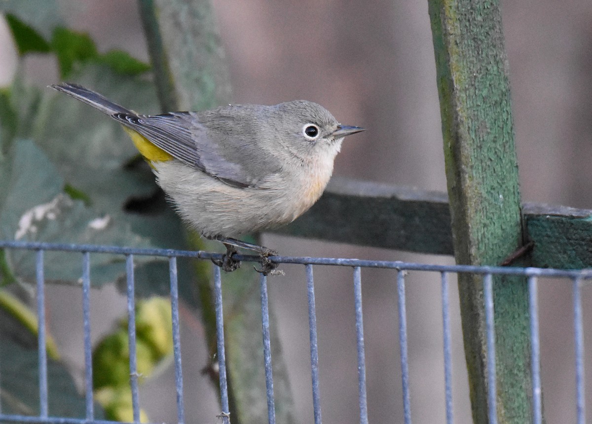 Virginia's Warbler - ML179632131