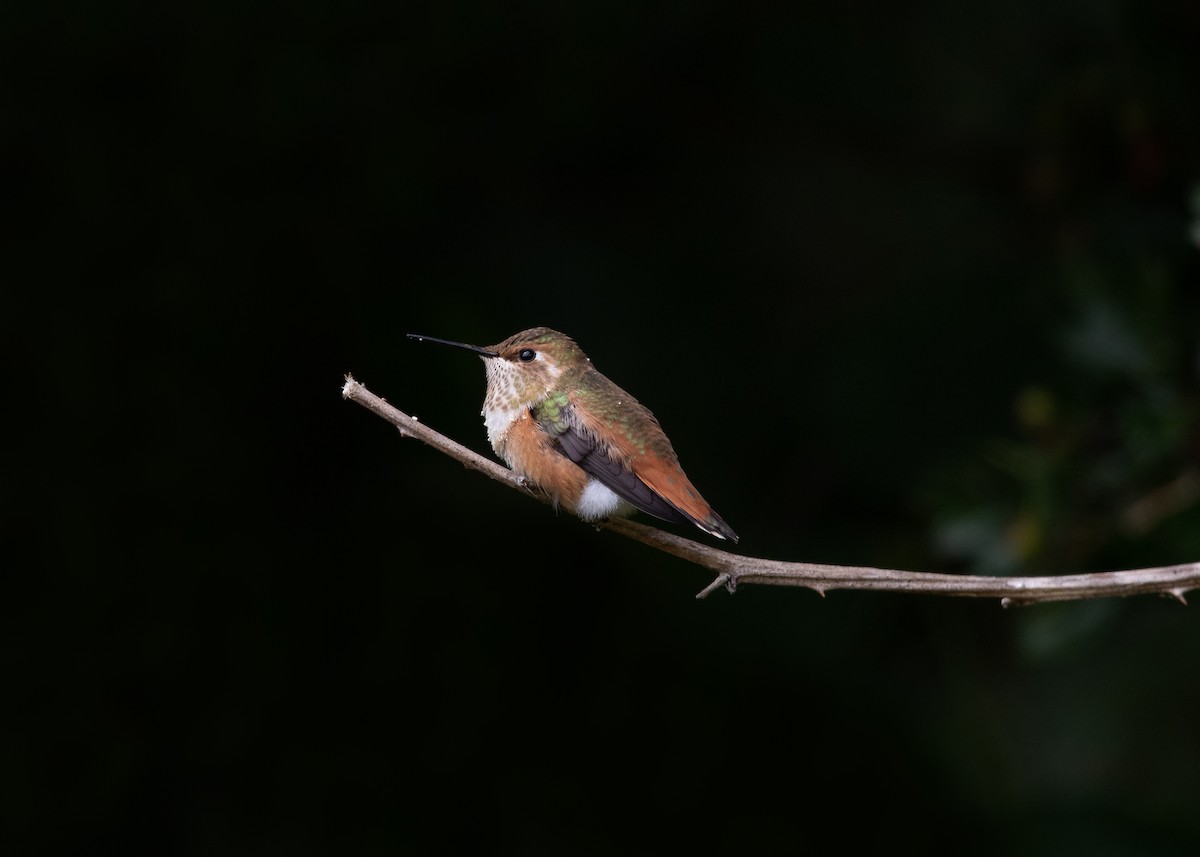 Rufous Hummingbird - Rick Little