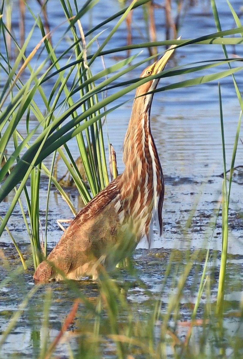 American Bittern - ML179633481