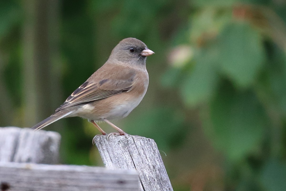 Dark-eyed Junco - ML179633581