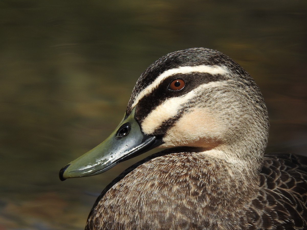 Pacific Black Duck - ML179634071