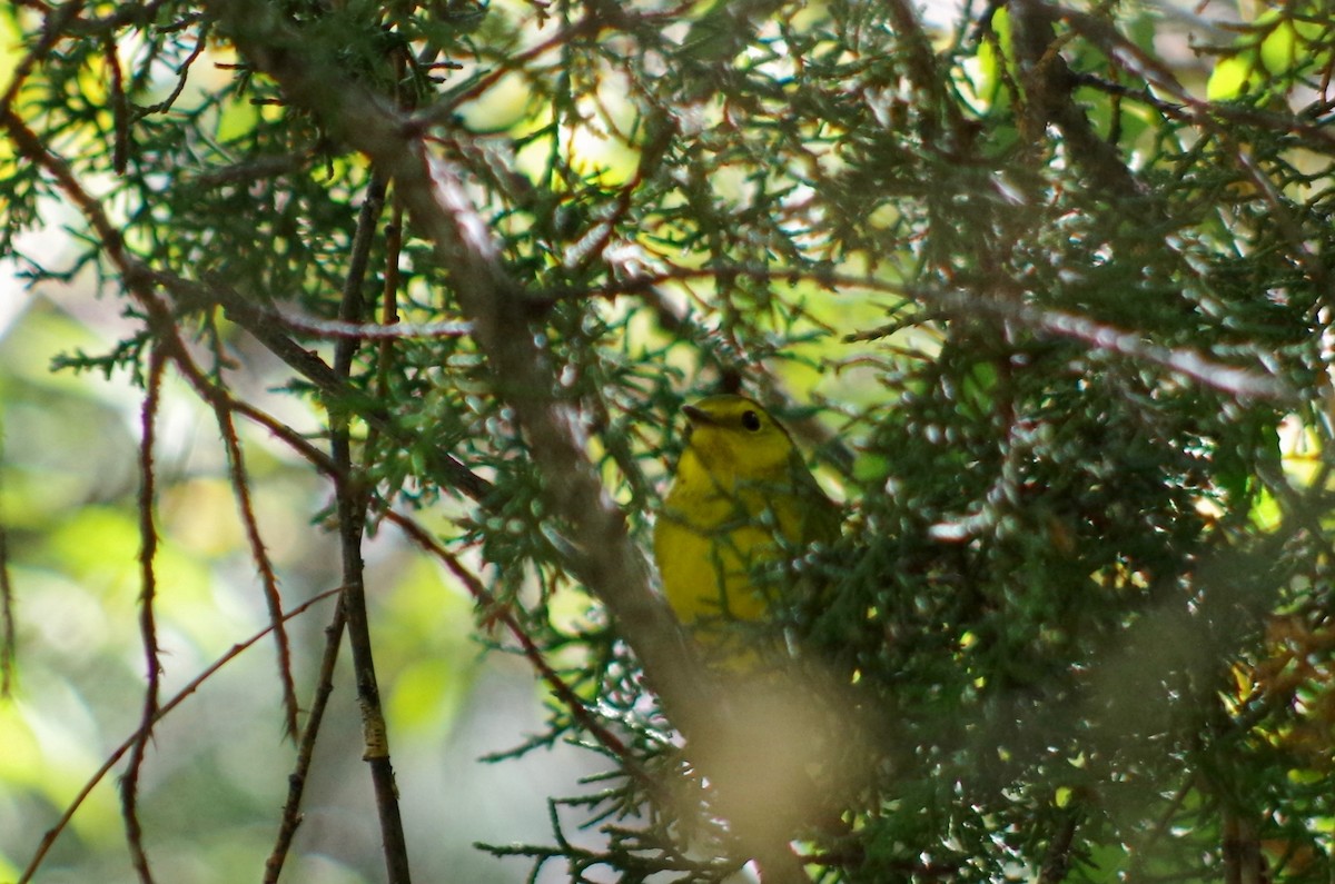 Hooded Warbler - ML179634201