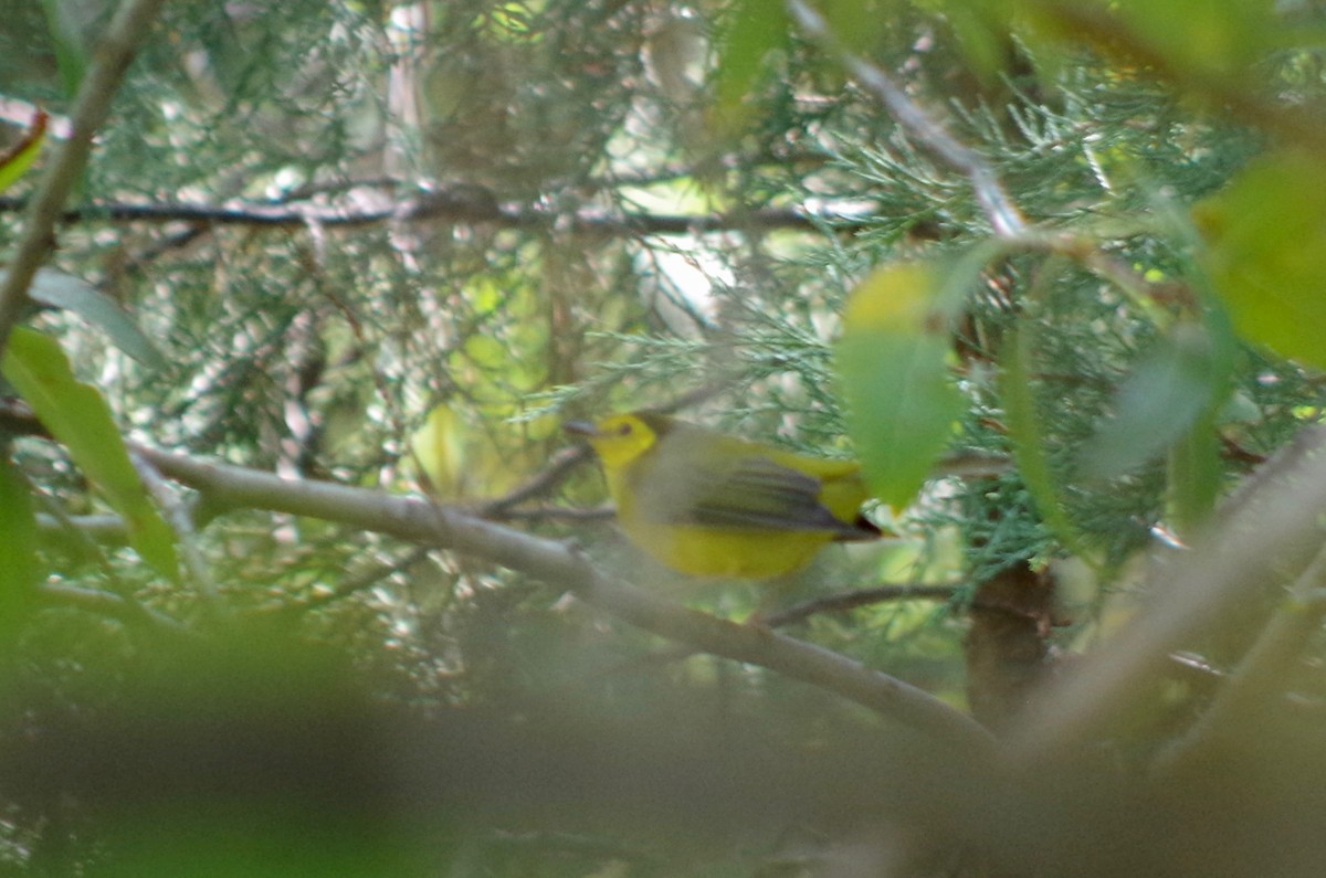 Hooded Warbler - ML179634221