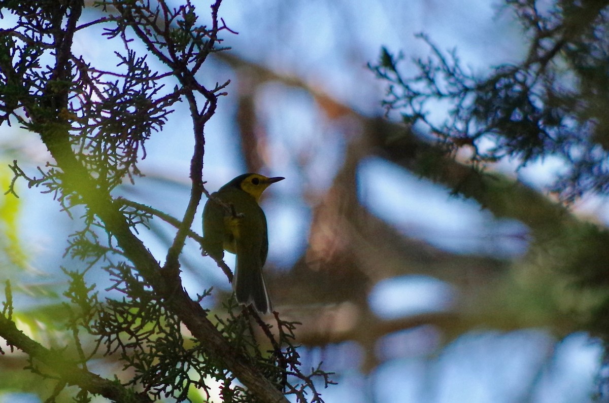 Hooded Warbler - ML179634261