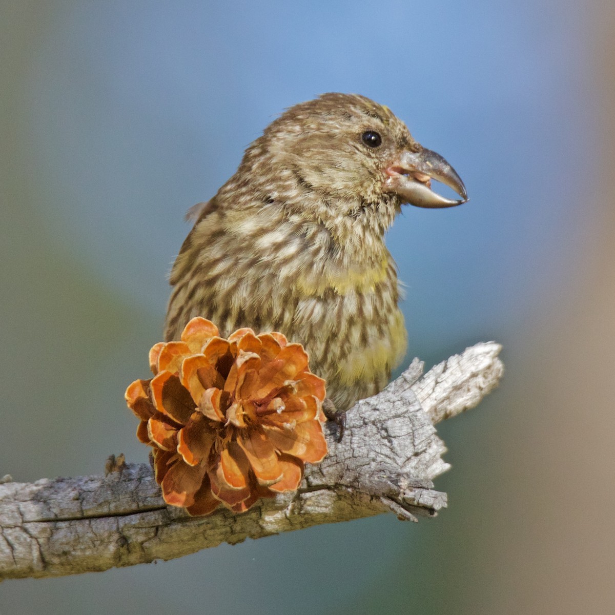 Red Crossbill - ML179635191