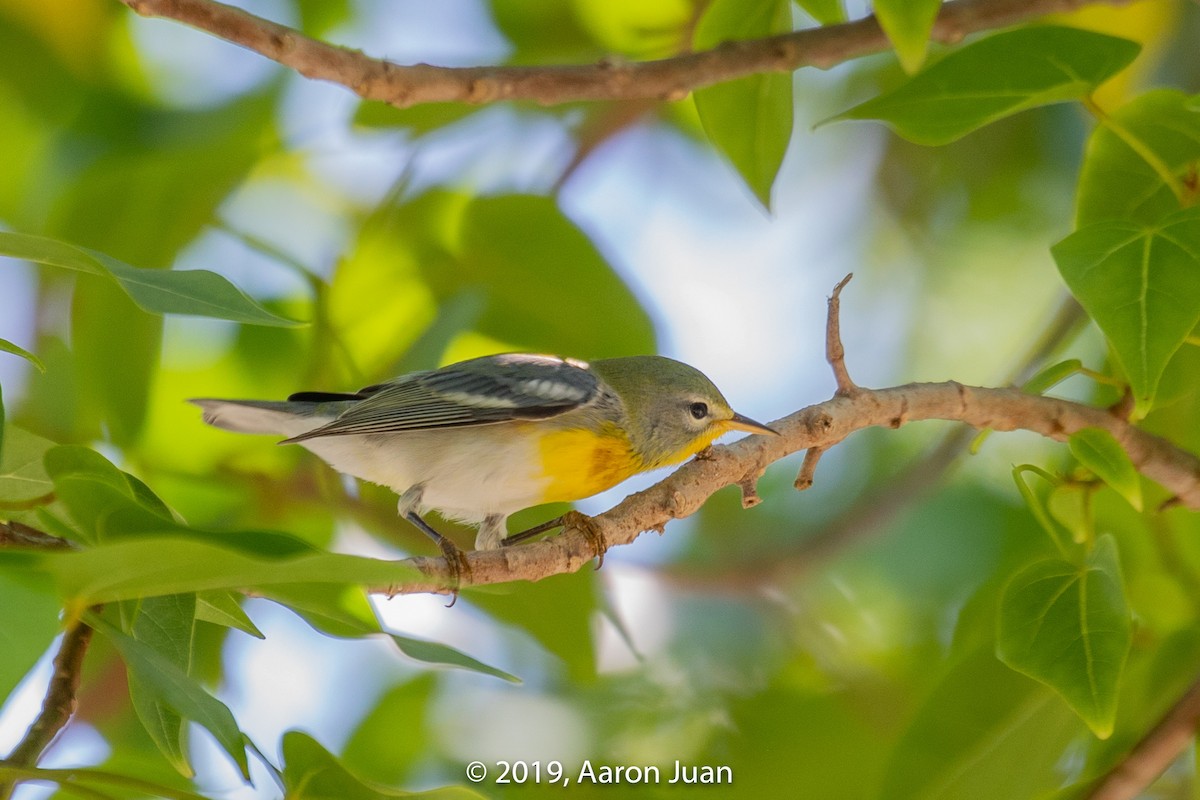 Northern Parula - Aaron Juan