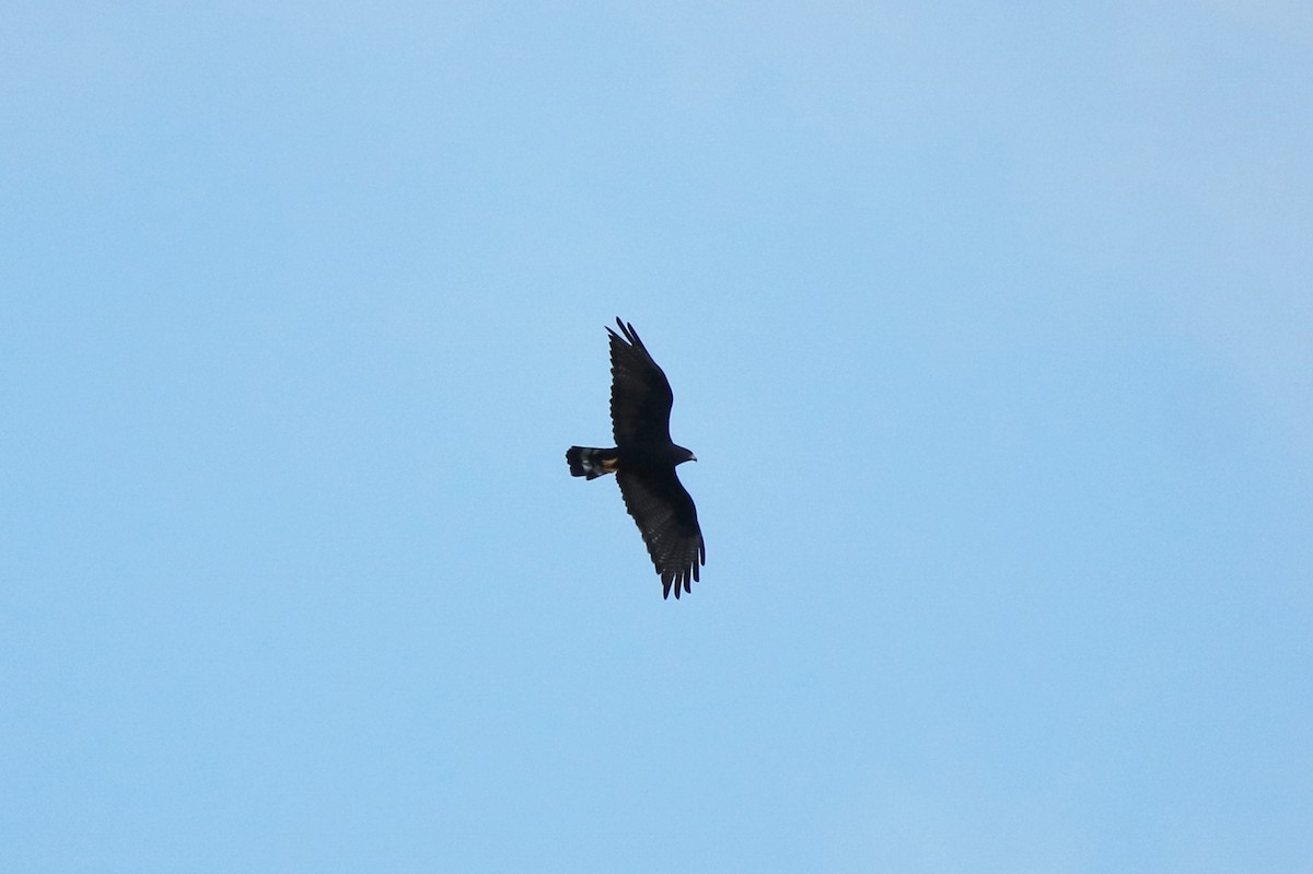 Zone-tailed Hawk - Vincent O'Brien