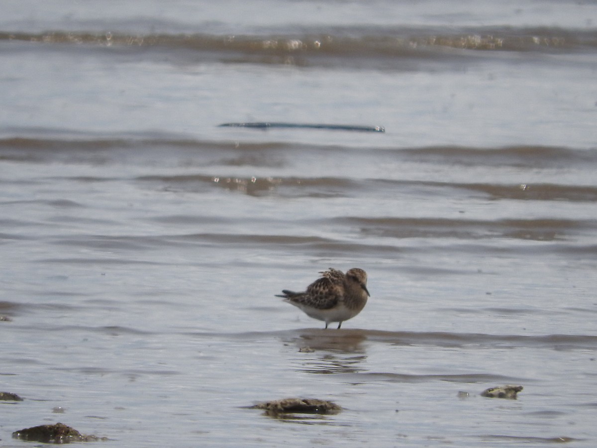 Baird's Sandpiper - Yoleydi Mejia