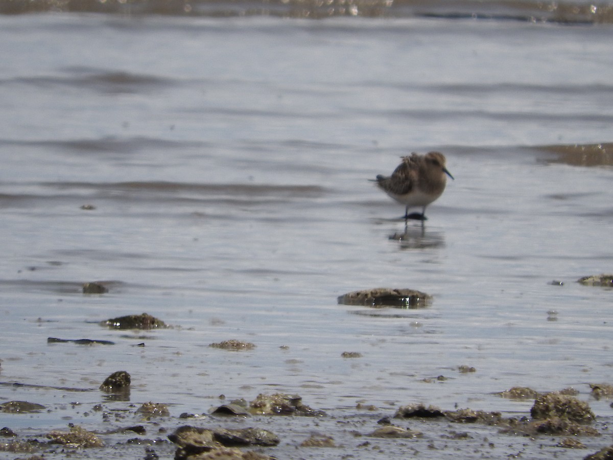 Baird's Sandpiper - Yoleydi Mejia