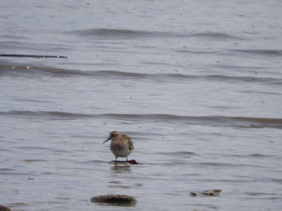 Baird's Sandpiper - Yoleydi Mejia