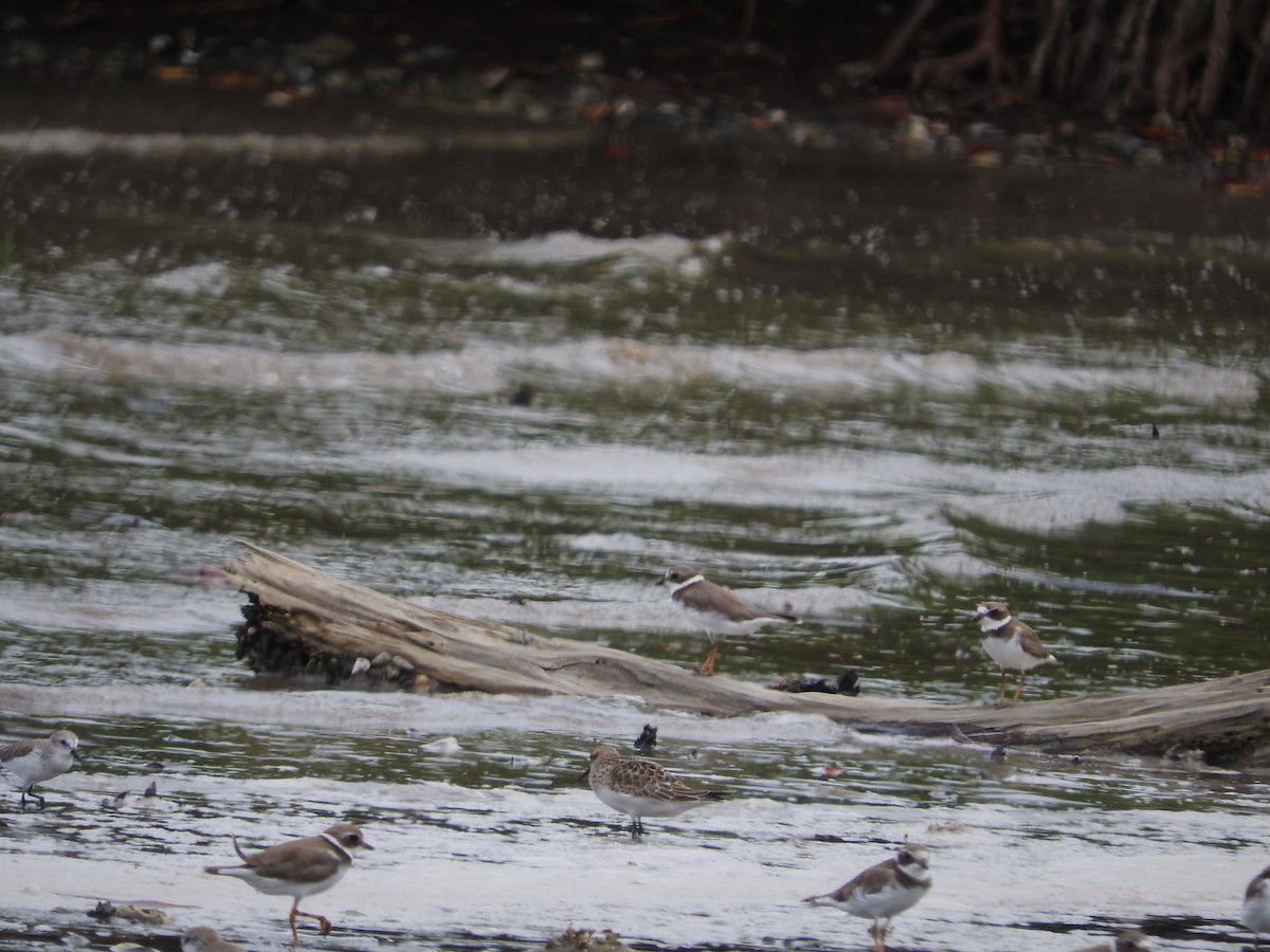 Baird's Sandpiper - Yoleydi Mejia