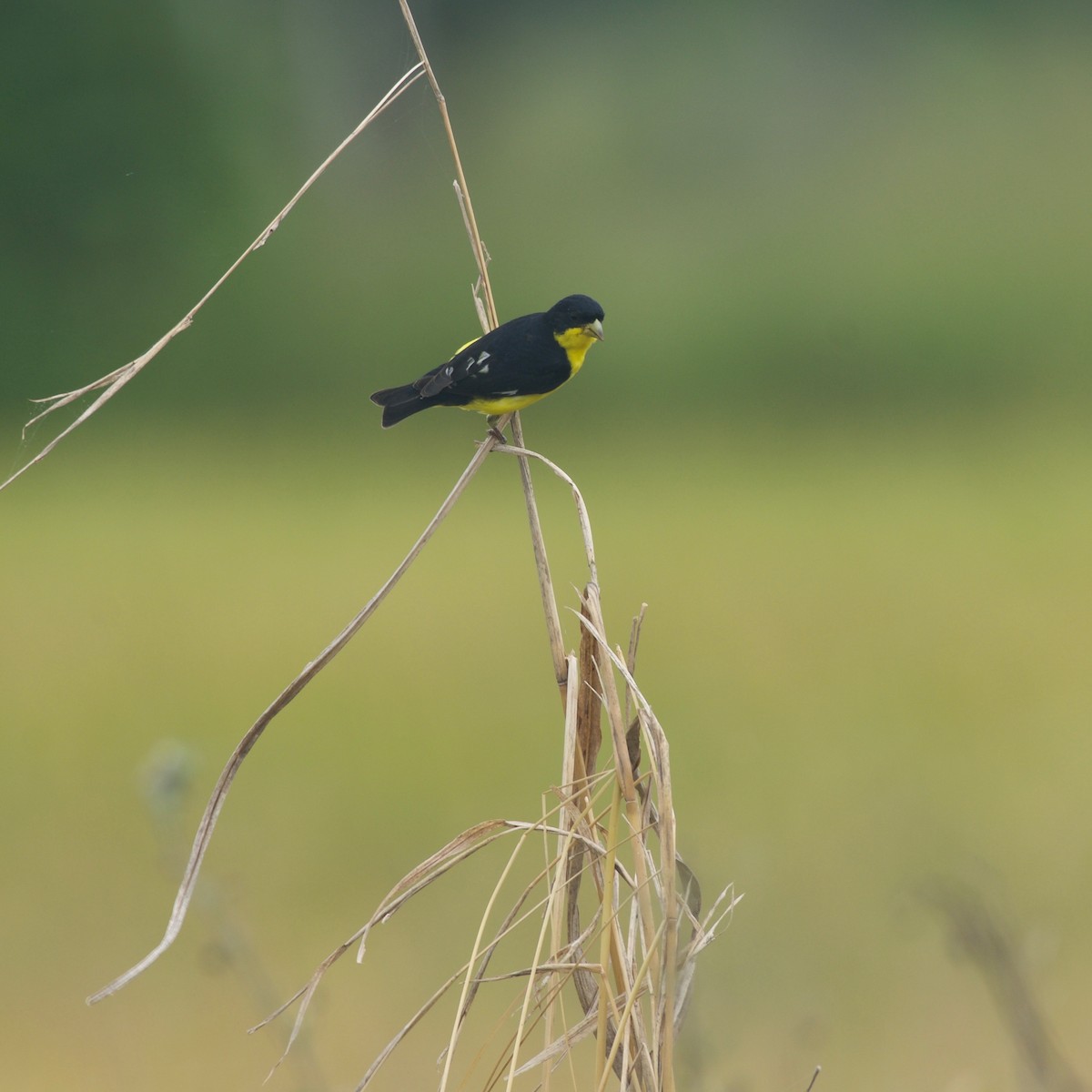 Lesser Goldfinch - ML179636841