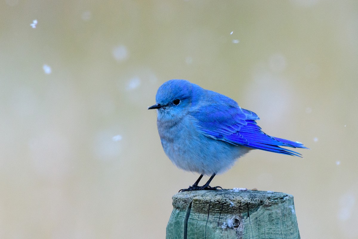 Mountain Bluebird - ML179636861