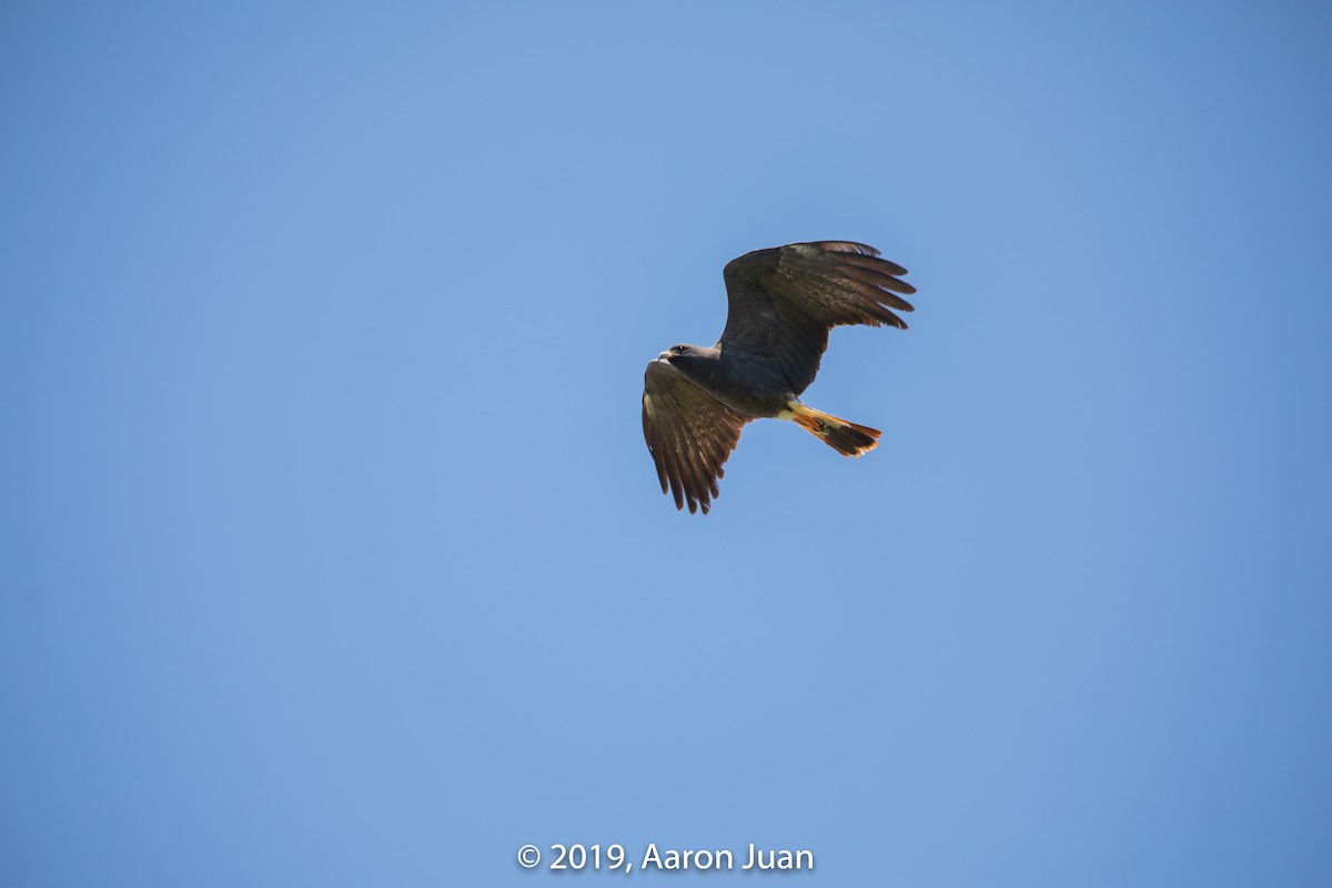 Snail Kite - ML179636991