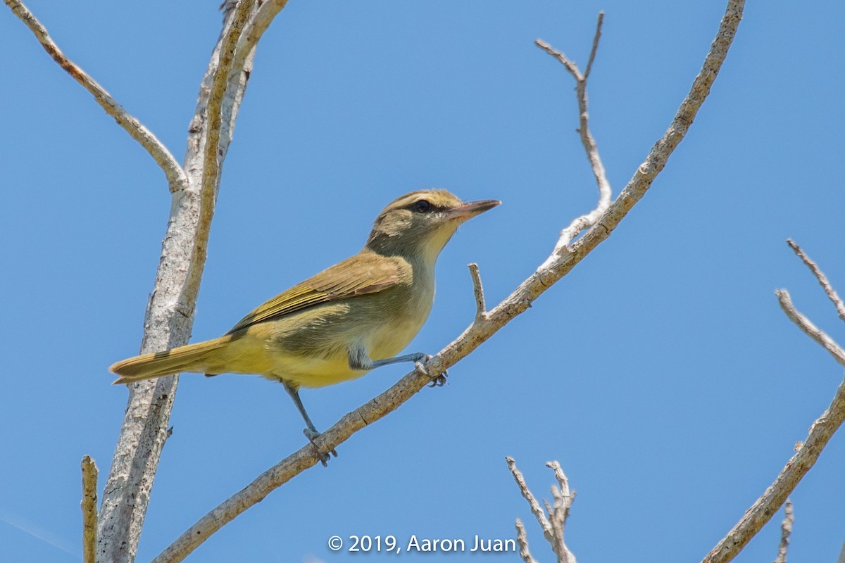 Vireo Yucateco - ML179637151