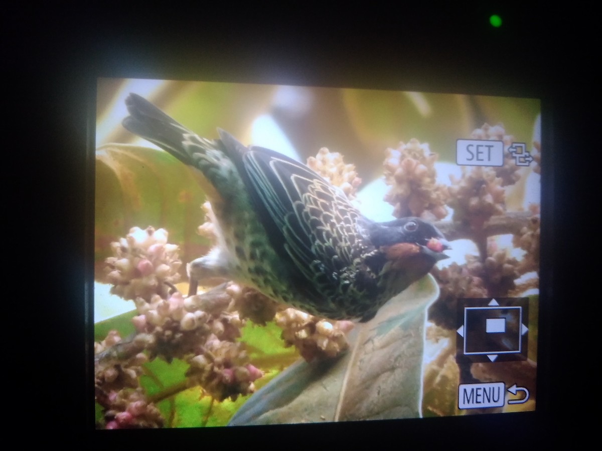 Rufous-throated Tanager - ML179638271