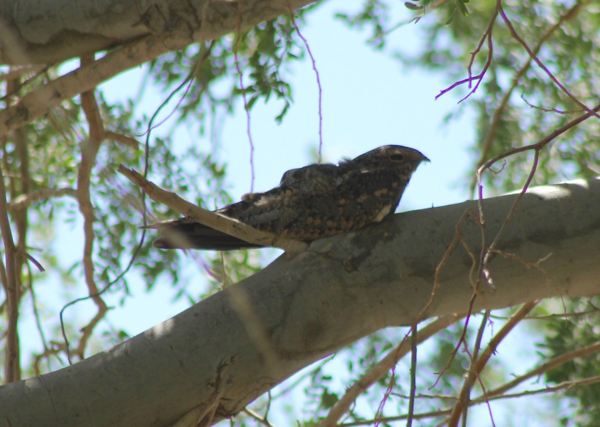 Lesser Nighthawk - ML179638341