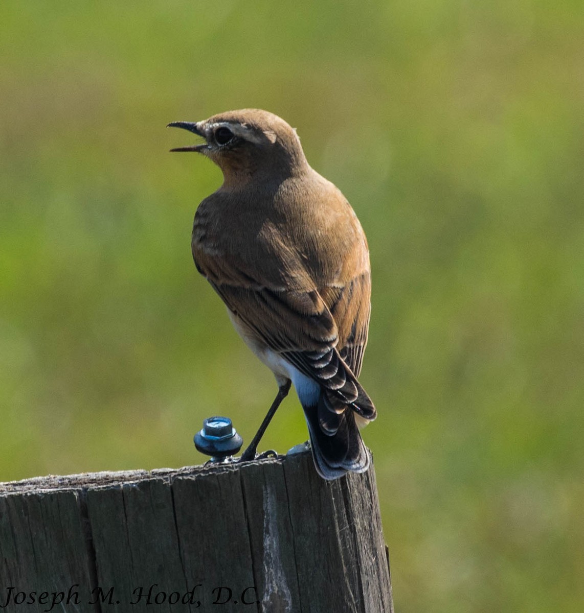 Northern Wheatear - ML179639271
