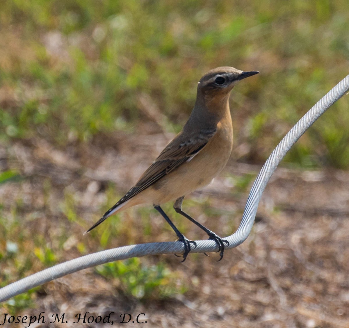 Northern Wheatear - ML179639291